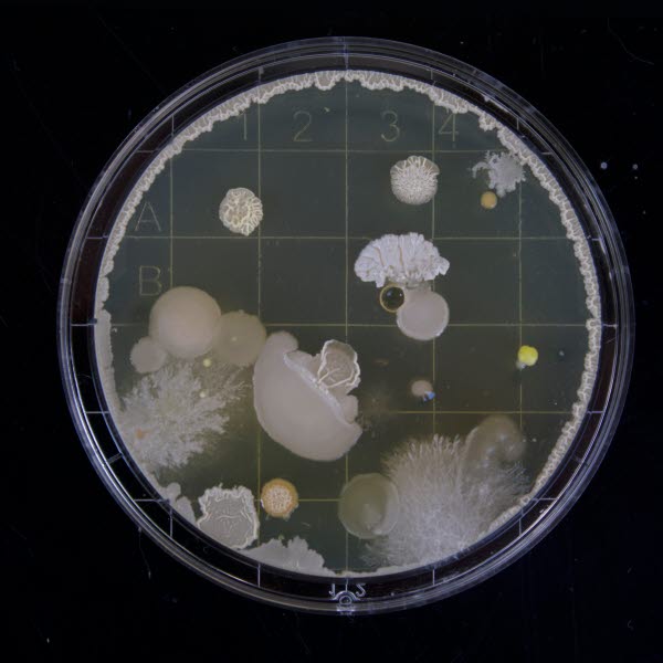 LIFE SCIENCES michael-schiffer-13UugSL9q7A-unsplas.jpg LIFE SCIENCES michael-schiffer-13UugSL9q7A-unsplas.jpg